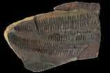Pecopteris Fern Fossil (Pos/Neg) - Mazon Creek #113206-3